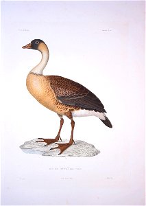 Bonite-oiseaux-pl10