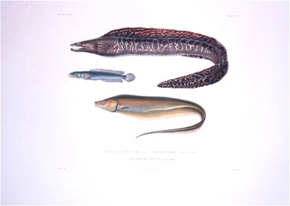 Bonite-poissons-pl08