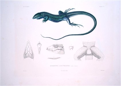 Bonite-reptile-pl02
