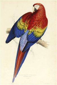 Book Illustration, Illustrations of the Family of Psittacidœ, or Parrots; Macrocercus Aracanga (red and yellow macaw), 1832 (CH 68775881)