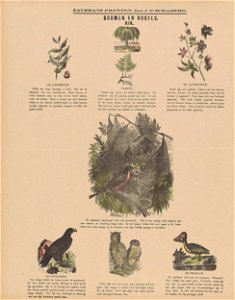 Boomen en vogels