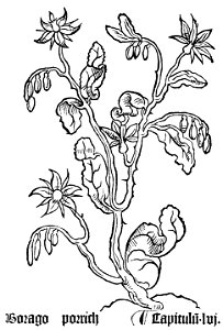 Borago Gart