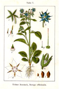 Borago officinalis Sturm11007