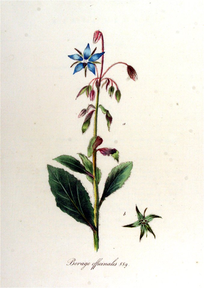 Borago officinalis — Flora Batava — Volume v12