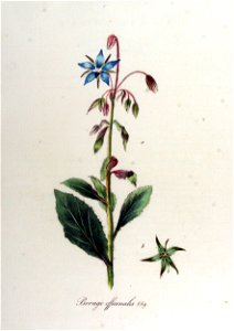 Borago officinalis — Flora Batava — Volume v12