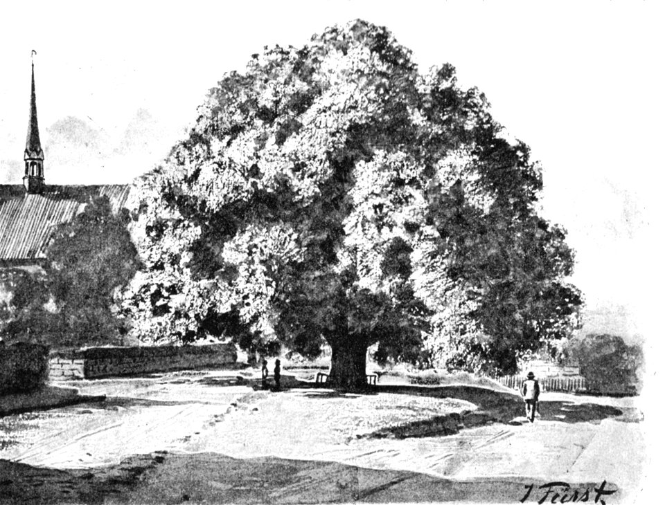Bordesholm Gerichtslinde