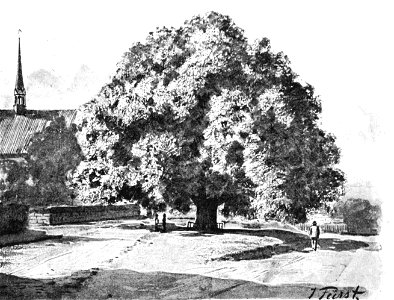 Bordesholm Gerichtslinde