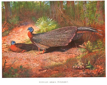 BorneanArgusThorburn