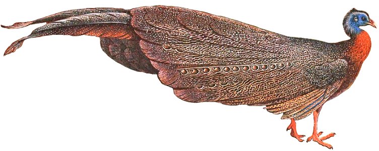 BorneanArgusThorburn white background