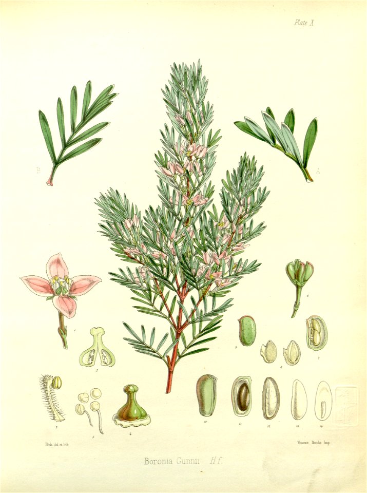 Boronia gunnii (drawing by Fitch)