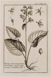 Borrago Constantinopolitana flore reflexo coerideo Calyce vasicario Coroll Rei Herb 6 - Tournefort Joseph Pitton De - 1717