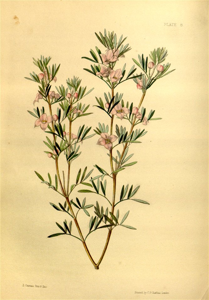 Boronia tetrandra Paxton 8