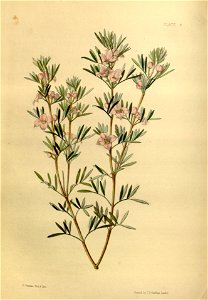 Boronia tetrandra Paxton 8