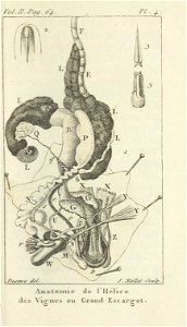 Bosc 1802 Coquilles Volume 2 0073 Plate 2