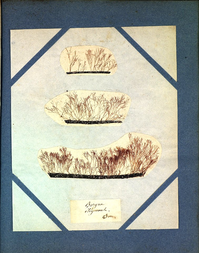 Boryna elegans