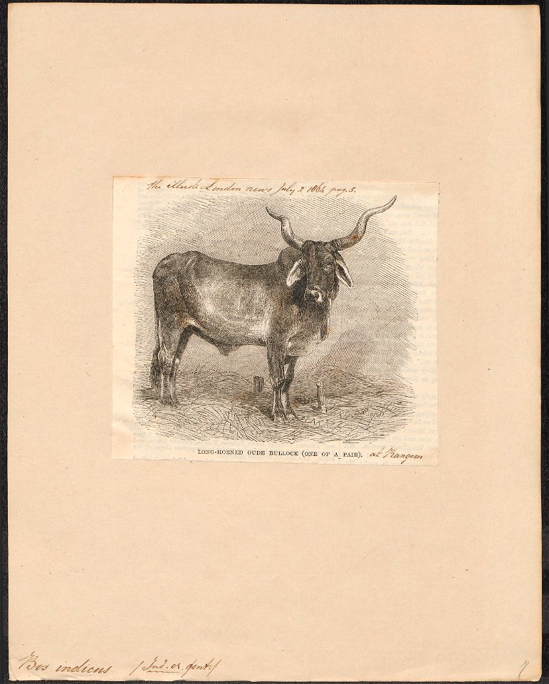 Bos indicus - 1864 - Print - Iconographia Zoologica - Special Collections University of Amsterdam - UBA01 IZ21200137
