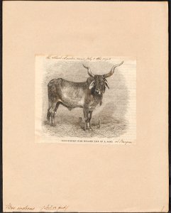 Bos indicus - 1864 - Print - Iconographia Zoologica - Special Collections University of Amsterdam - UBA01 IZ21200137