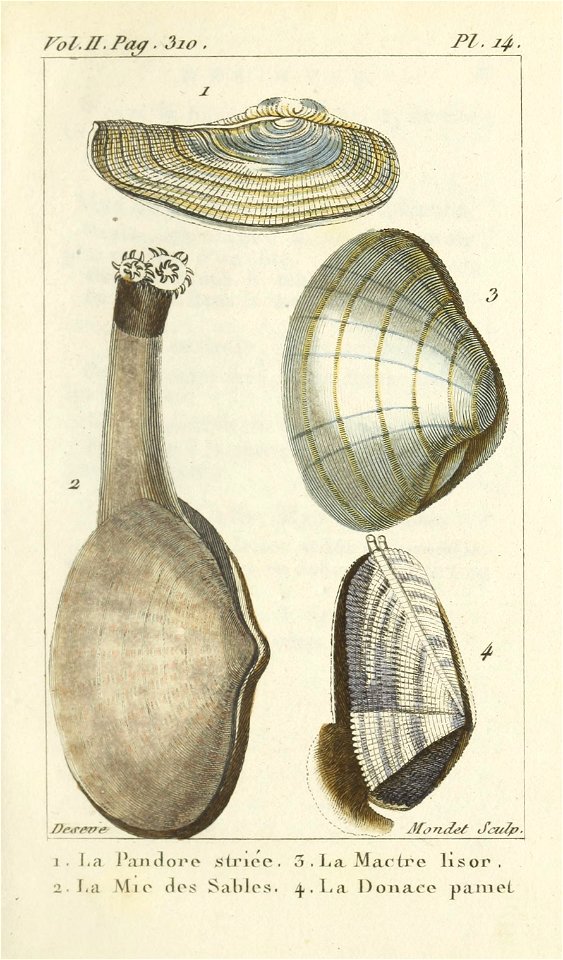 Bosc 1802 Coquilles Volume 3 0011 Plate 14