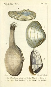 Bosc 1802 Coquilles Volume 3 0011 Plate 14