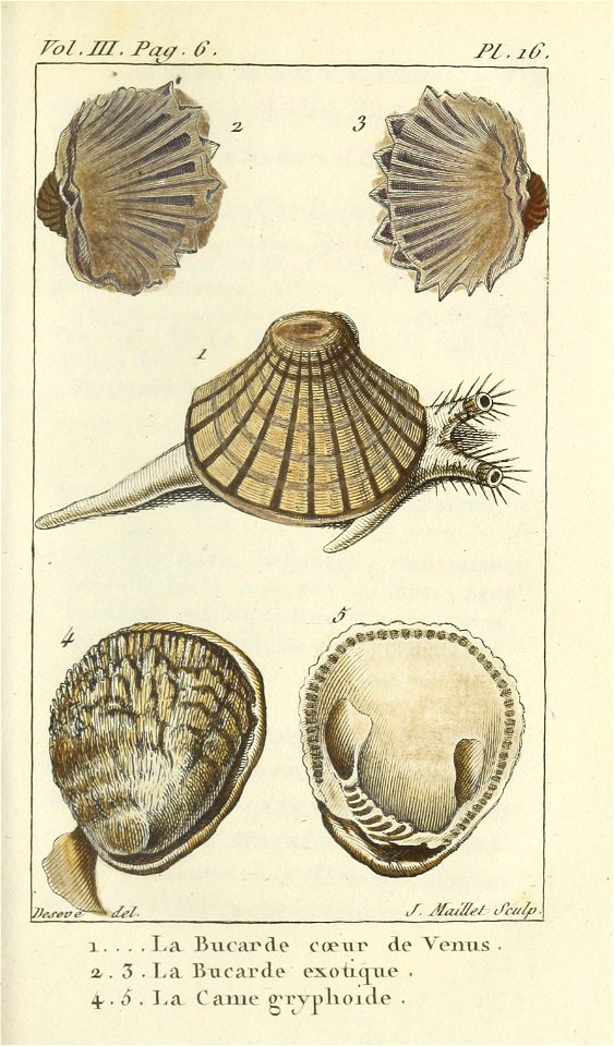 Bosc 1802 Coquilles Volume 3 0123 Plate 16