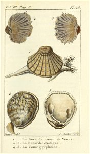 Bosc 1802 Coquilles Volume 3 0123 Plate 16