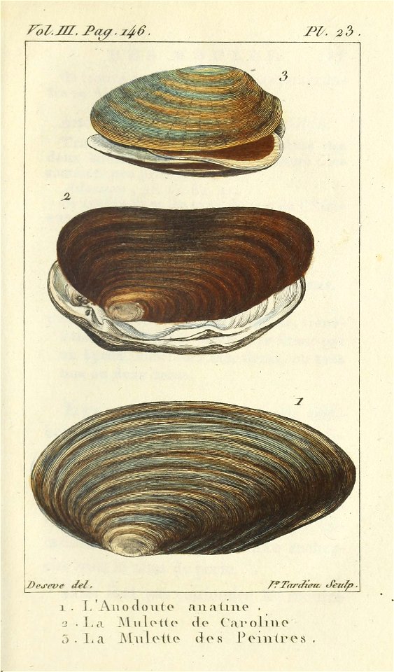 Bosc 1802 Coquilles Volume 3 0171 Plate 23