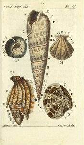 Bosc 1802 Coquilles Volume 1 0235 Plate 1