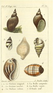 Bosc 1802 Coquilles Volume 4 0131 Plate 30