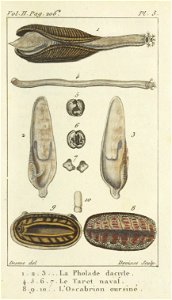 Bosc 1802 Coquilles Volume 2 0225 Plate 5