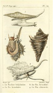 Bosc 1802 Coquilles Volume 4 0259 Plate 34