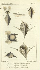 Bosc 1802 Coquilles Volume 2 0269 Plate 9