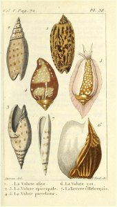 Bosc 1802 Coquilles Volume 5 0077 Plate 38