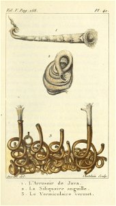 Bosc 1802 Coquilles Volume 5 0179 Plate 41