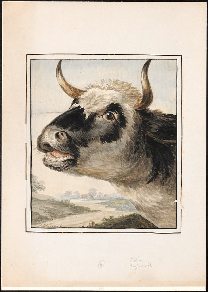 Bos taurus - kop - 1710-1792 - Print - Iconographia Zoologica - Special Collections University of Amsterdam - UBA01 IZAA100129