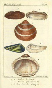 Bosc 1802 Coquilles Volume 3 0159 Plate 22