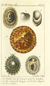 Bosc 1802 Coquilles Volume 3 0267 Plate 25