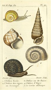 Bosc 1802 Coquilles Volume 4 0069Plate 29