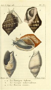 Bosc 1802 Coquilles Volume 5 0037 Plate 37