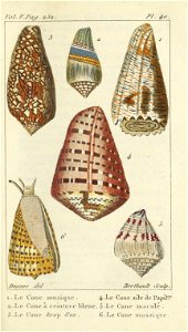 Bosc 1802 Coquilles Volume 5 0167 Plate 40
