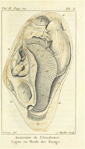 Bosc 1802 Coquilles Volume 2 0083 Plate 3