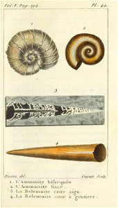 Bosc 1802 Coquilles Volume 5 0231 Plate 44