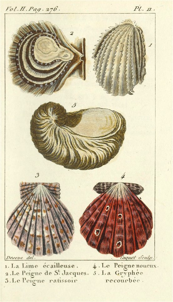 Bosc 1802 Coquilles Volume 2 0307 Plate 11