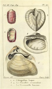 Bosc 1802 Coquilles Volume 3 0139 Plate 20