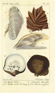 Bosc 1802 Coquilles Volume 3 0195 Plate 13