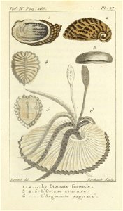 Bosc 1802 Coquilles Volume 3 0301 Plate 27