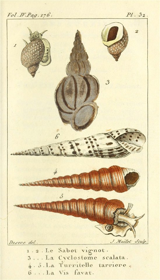 Bosc 1802 Coquilles Volume 4 0153Plate 32