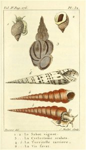 Bosc 1802 Coquilles Volume 4 0153Plate 32