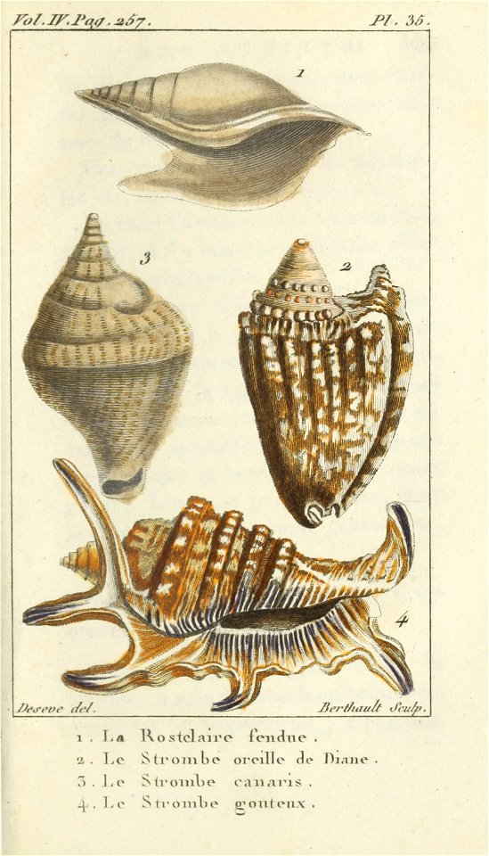 Bosc 1802 Coquilles Volume 4 0279 Plate 35