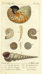 Bosc 1802 Coquilles Volume 5 0199Plate 42