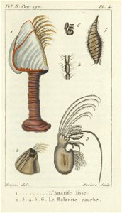 Bosc 1802 Coquilles Volume 2 0209 Plate 4